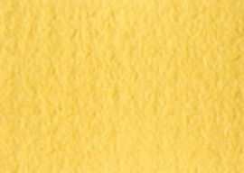 [AQ2216]Arqadia Daffodil 32